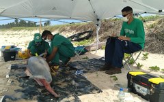 Animais marinhos encontrados mortos na Praia do Frânces