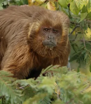 Delmiro Gouveia realizará Semana da Caatinga com foco na preservação do Macaco-Prego-Galego