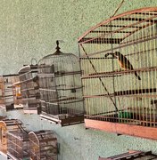 Fiscalizações ambientais da PM resultam na apreensão de 25 aves silvestres em Boca da Mata e Igaci