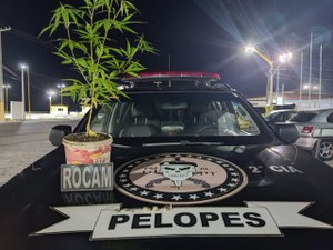 Polícia Militar apreende pé de maconha em Joaquim Gomes