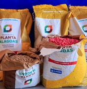 Planta Alagoas já atendeu mais de 35 mil agricultores com entrega de 500 toneladas de sementes