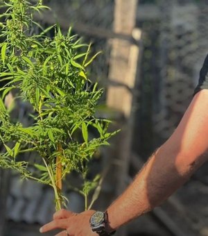 Polícia Civil deflagra Operação Alta Paz e prende quatro suspeitos ligados ao tráfico de drogas