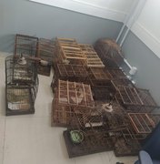 Polícia encontra 47 pássaros em cativeiro em Matriz de Camaragibe