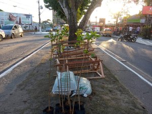 [Vídeo] Arapiraca Verde pretende arborizar município com plantio de 100 mil árvores até centenário