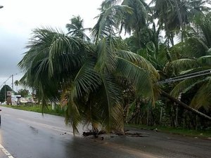 Coqueiro cai em rede de alta tensão e deixa bairros de Maceió sem energia