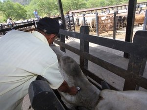 Alagoas conquista cobertura vacinal acima de 96% contra a aftosa