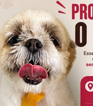 Procura-se dono de cachorro encontrado no bairro Esmeralda, em Arapiraca