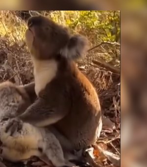 Coala é flagrado demonstrado luto após morte da companheira na Austrália