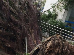 Árvore cai em calçada no bairro da Cruz das Almas