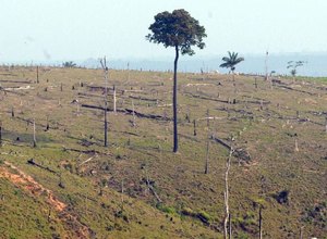 Desmatamento na Amazônia aumenta 13,7% em um ano