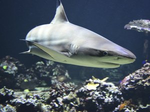 Estado se torna santuário ecológico para tubarões em extinção