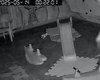 Câmeras flagram ladrão dentro de escola infantil em Arapiraca
