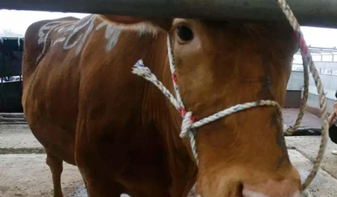 Brasil confirma caso de 'vaca louca' no Pará e suspende exportação de carne à China