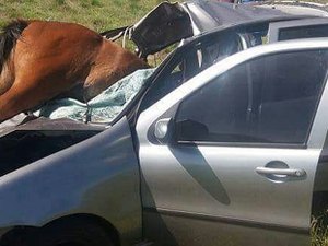 [Vídeo] Casal sai ileso após cavalo atravessar para-brisa de veículo