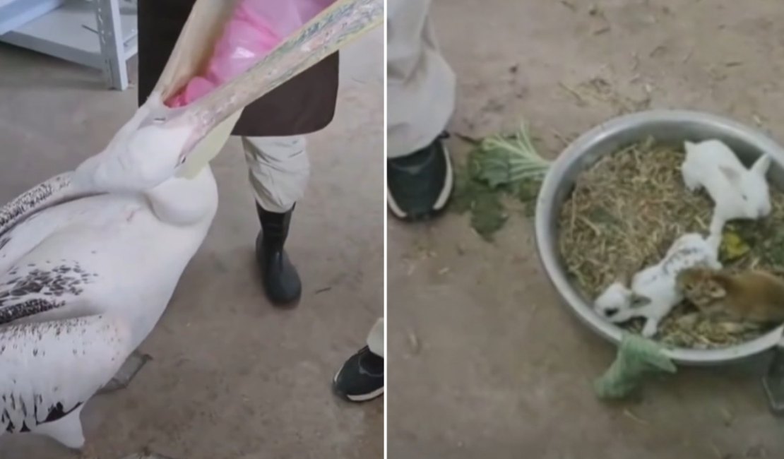Coelhos são resgatados vivos da garganta de pelicano em zoológico na China