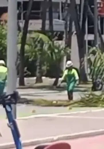 Coqueiro despenca na avenida Sílvio Viana e interdita trânsito na Ponta Verde