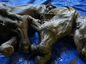 Bebê de mamute congelado é achado no Canadá