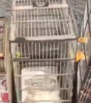 Animais silvestres são resgatados de cativeiro após operação da PM em Roteiro