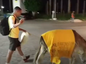 [Vídeo] Fã de Carlinhos Maia viaja com jegue de Paulo Afonso-BA a Maceió -AL para tentar conhecer o ídolo