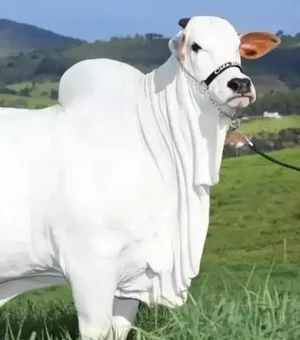 Avaliada em R$ 21 milhões, vaca mais cara do mundo é brasileira