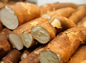 APL Mandioca no Agreste promove Dia de Campo em Arapiraca