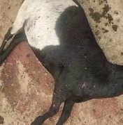 [Vídeo] Moradores fazem vigílias após novos ataques a rebanhos em Craíbas e Igaci