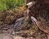 Cobra de grande porte surpreende moradores em bairro de Arapiraca e vídeo repercute nas redes