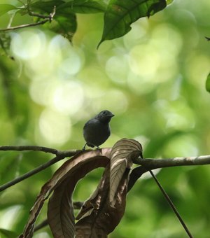 Alagoas é refúgio dos únicos filhotes da choquinha-de-alagoas