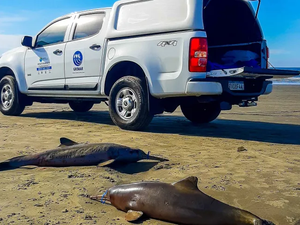 Golfinhos mortos no litoral de SP tinham lixo e material de pesca no estômago