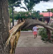 Parte de árvore cai no Mercado do Artesanato