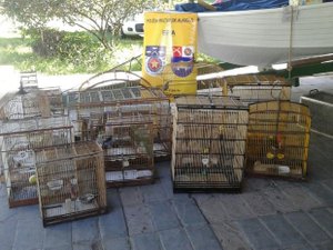 Operação do BPA recolhe 42 animais silvestres nos bairros de Riacho Doce e Levada