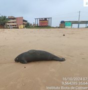 Peixe-boi-marinho é encontrado morto na Praia da Sereia, em Maceió