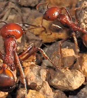 Tráfico de formiga: febre de colecionar o inseto faz disparar contrabando
