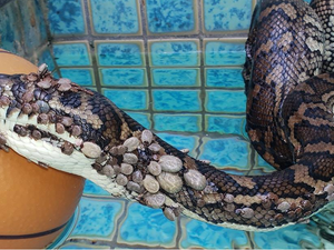 A cobra coberta por mais de 500 carrapatos resgatada na Austrália
