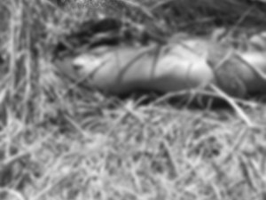Jovem é encontrada com cabeça decepada em estaca de madeira em Rio Largo