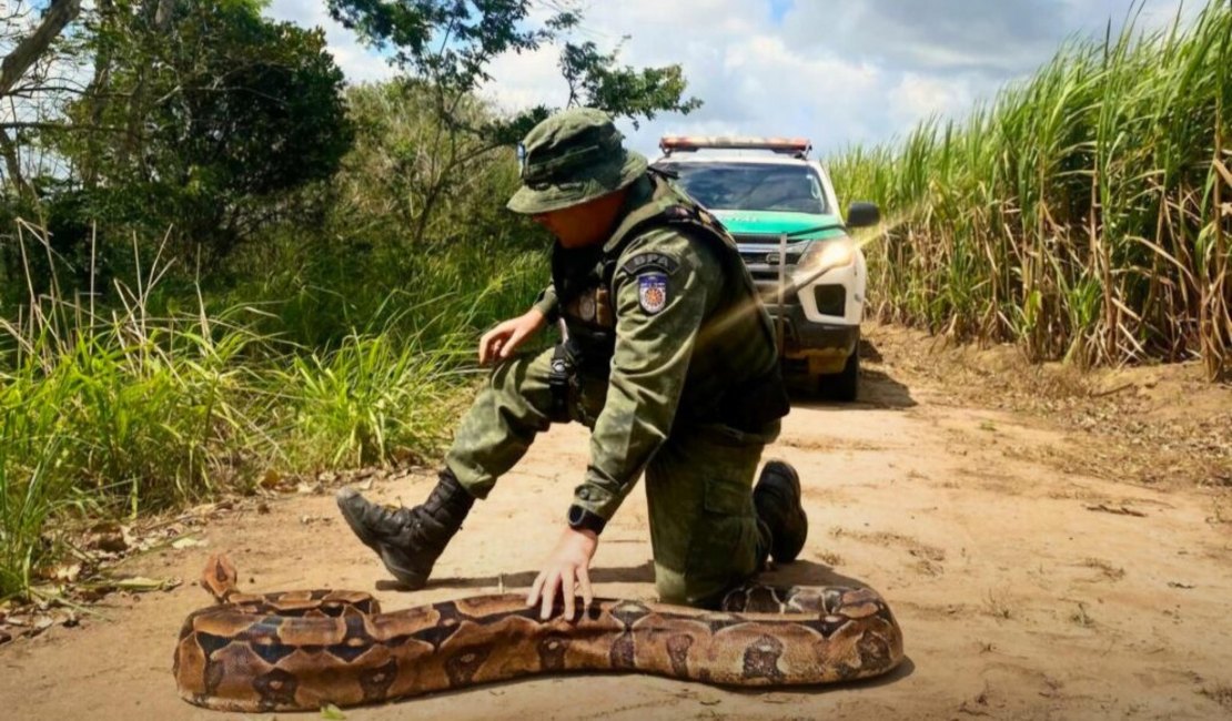 Polícia Militar destaca a apreensão e resgate de seis mil animais silvestres em 2024