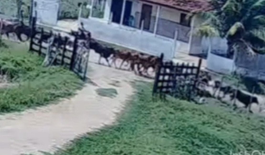 [Vídeo] Menino de 11 anos salva primo de apenas cinco de ser atropelado por manada de bois em AL