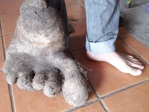 Batata com formato de pé? Casal encontra tubérculo de 8kg 