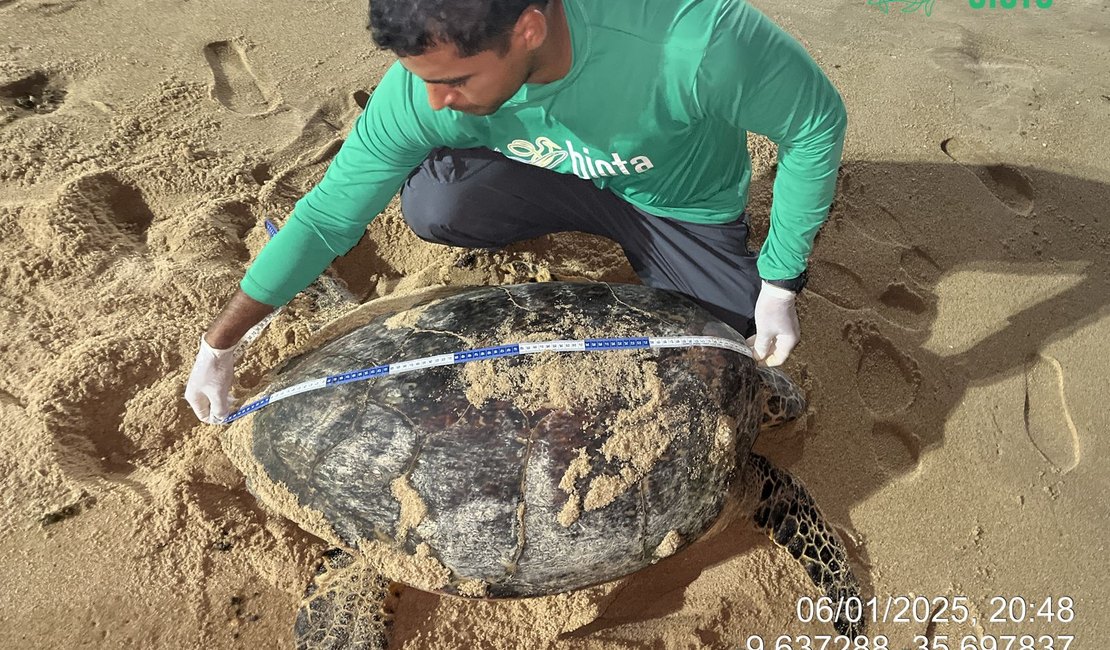 [Vídeo] Tartaruga-de-pente volta ao litoral de Maceió após cinco anos para desovar