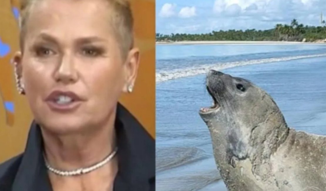 Xuxa cobra justiça após morte brutal do elefante-marinho Leôncio em Alagoas