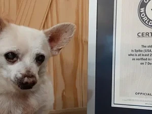Abandonado idoso, Chihuahua de 23 anos recebe título de cachorro mais velho do mundo