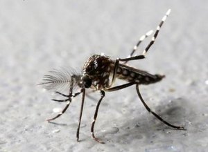 Mosquito transgênico pode ser peça-chave no combate à dengue e zika
