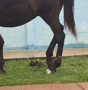 Polícia encontra cavalo com tornozeleira eletrônica no Paraná
