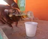Bebia tradicional vira principal suspeita de intoxicação em massa no Sertão