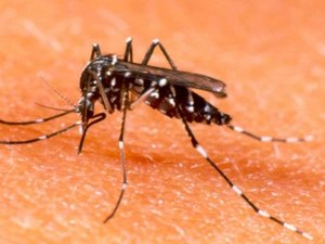 Mutirão de combate ao Aedes aegypti será na sexta-feira (11)
