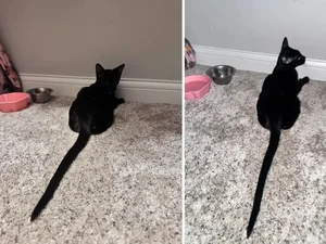 Gato resgatado viraliza com rabo gigante e surpreende as redes sociais