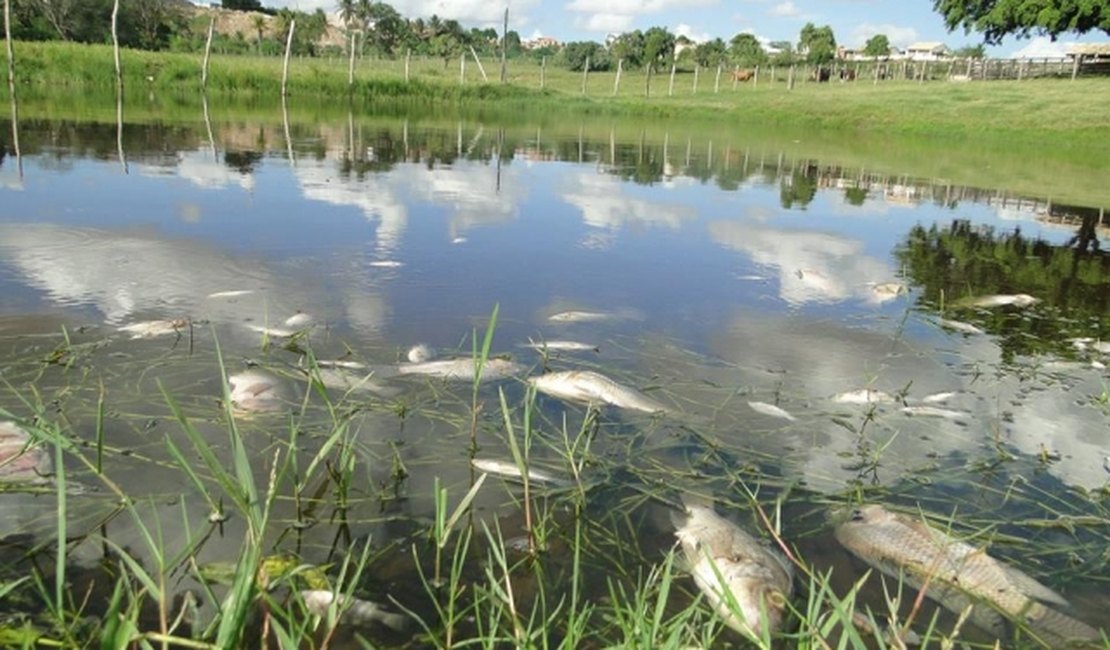 Morador denuncia que canalização de água das chuvas provoca morte de peixes
