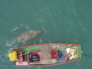 Peixe-boi e tartaruga marinha são avistados no mar da praia de Garça Torta