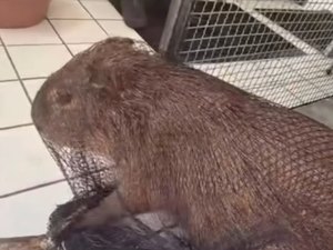 Capivara ferida é encontrada e resgatada no bairro Pinheiro, em Maceió