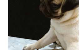 Cachorro desaparece em Arapiraca e tutores pedem ajuda para encontrá-lo